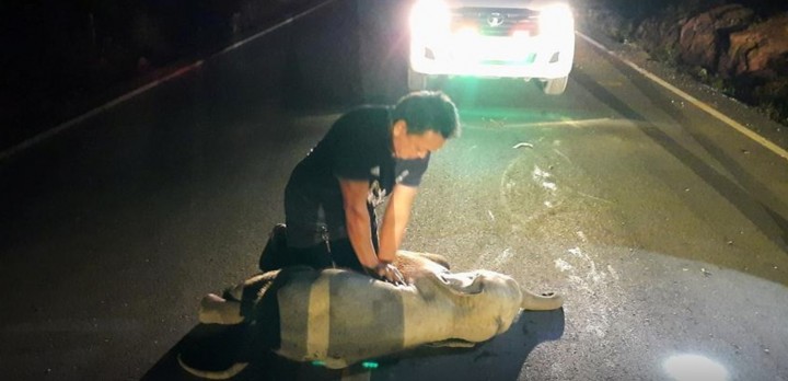 Bayi Gajah Thailand yang Tertabrak Sepeda Motor Akhirnya Berhasil Diselamatkan Setelah Menerima CPR (foto: asiaone)