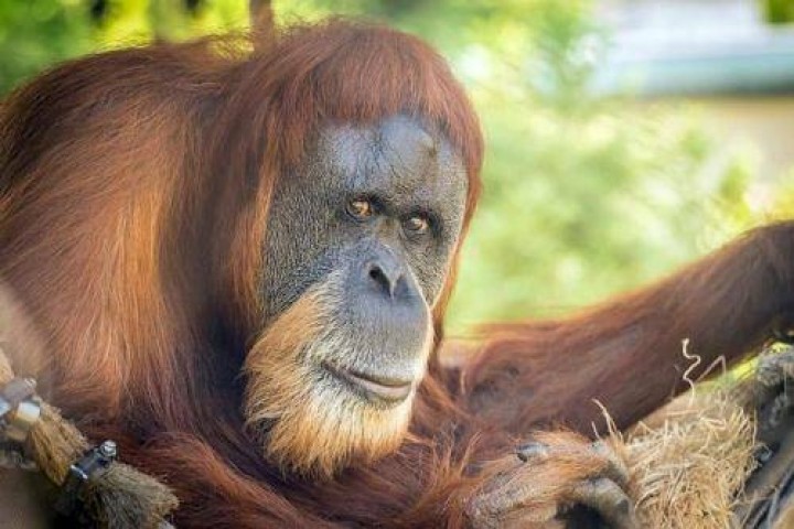 Kesehatan Kian Memburuk, Inji Orangutan Tertua Disuntik Mati di Amerika (foto/int) 