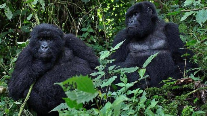Sesak dan Batuk, Gorila di Amerika Serikat Positif Terjangkit Corona (foto/int) 