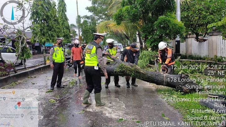 Hujan Deras di Tembilahan Pohon Besar Tumbang ke Jalan (foto/rgo) 