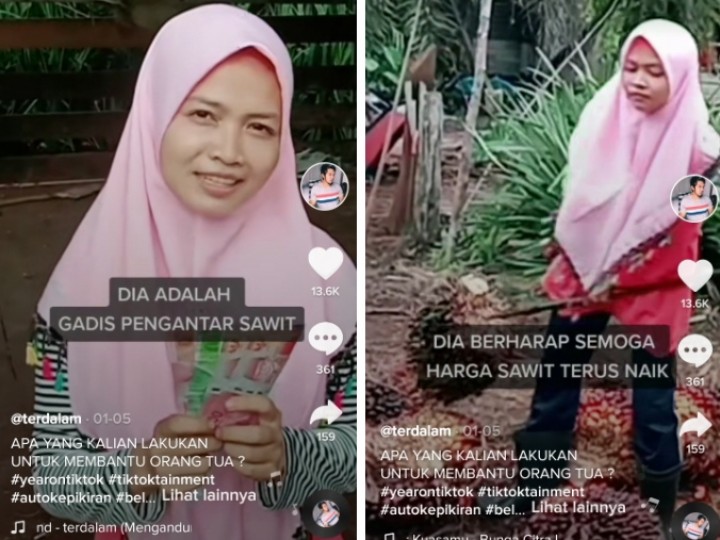 Viral Video Gadis Cantik Pengantar Sawit Demi Bantu Orang Tua, Netizen Langsung Bilang Ini (foto/int) 