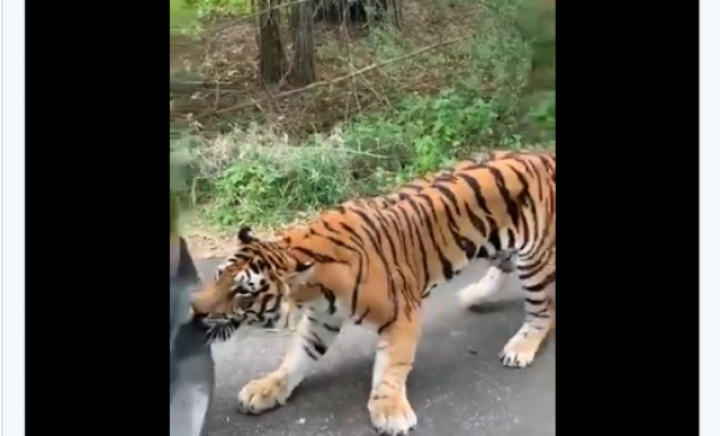 Seekor Harimau Benggala menggigit sebuah mobil yang tiba-tiba mogok saat mengelilingi   Taman Nasional Bannerghatta, Bengaluru, India. Foto: int 