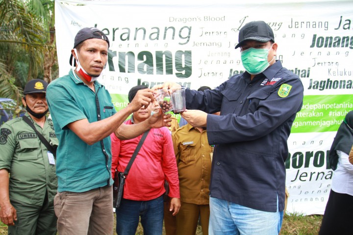 Kadis LHK Riau Tinjau Lahan Jernang Melalui Program RHL di Air Buluh Kuansing (foto/zar)