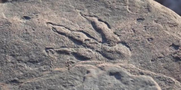 Penampakan jejak kaki dinosaurus yang ditemukan seorang gadis kecil di Inggris, yang saat ini telah diamankan pihak museum setempat. Foto:Amgueddfa Cymru - Museum Nasional Wales