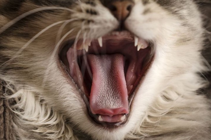 Ternyata Ini Penyebab Mengapa Kucing Memiliki Lidah Yang Kasar Riau24