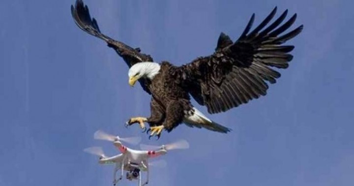 Video Seekor Elang Terbang Jauh Dengan Drone Jadi Viral, Begini  Penampakannya... | RIAU24.COM