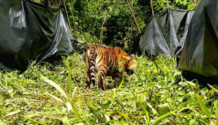 Seekor harimau sedang dalam proses pelepasliaran ke alam bebas. Foto: int/kom 