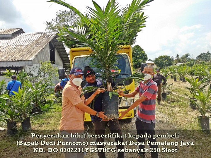 Petani sawit di kabupaten Indragiri Hulu memperlihatkan bibit sawit unggul bersertifikat PTPN V yang dibeli melalui aplikasi 'Sawit Rakyat Online.' Di tahun 2021 ini, PTPN V menargetkan sebanyak 1,1 juta bibit sawit siap tanam dapat dilepas kepada petani plasma dan swadaya yang ada di Provinsi RiauR