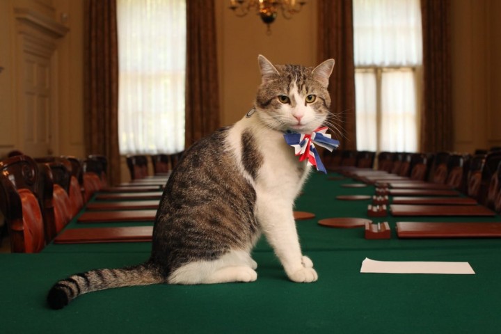 Larry, Seekor Kucing Direkrut Kementerian Inggris Untuk Bekerja Sebagai Ini (foto/int) 