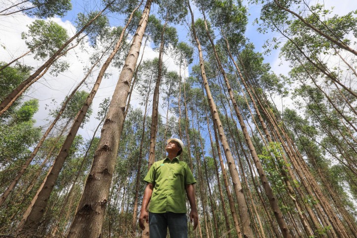 Dalam mengembangkan HTR, kelompok tani ini bermitra dengan PT Riau Andalan Pulp and Paper (RAPP), unit usaha Grup APRIL yang mengelola Hutan Tanaman Industri (HTI) (foto/ist) 