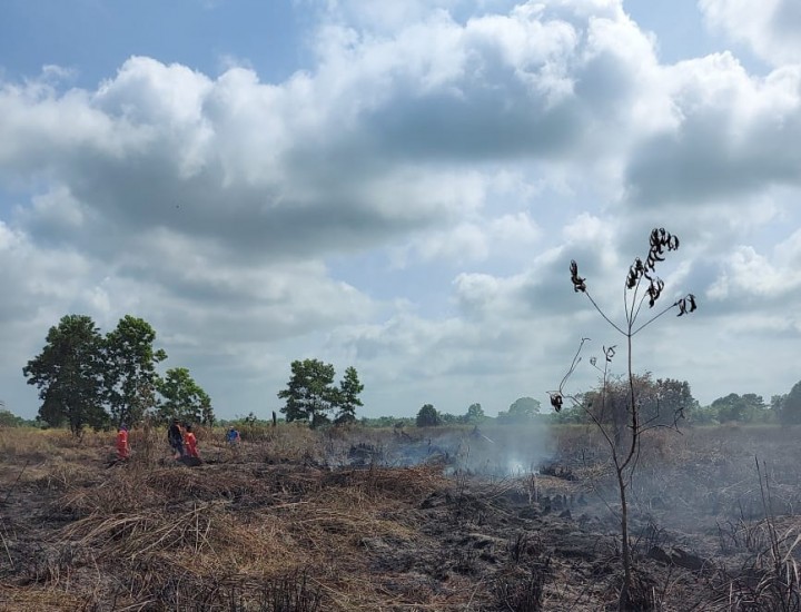 Sejak Januari, Sudah 50 Hektar Lahan di Pelalawan Terbakar (foto/Ardi) 