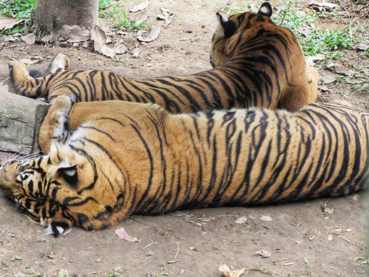 Dua Harimau Sumatera Muncul di Kebun Cabai Warga Desa Dekat Mukomuko (foto/ilustrasi) 