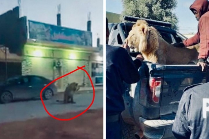 Viral Singa Kebingungan Berkeliaran, Jalanan Langsung Kosong (foto/int) 
