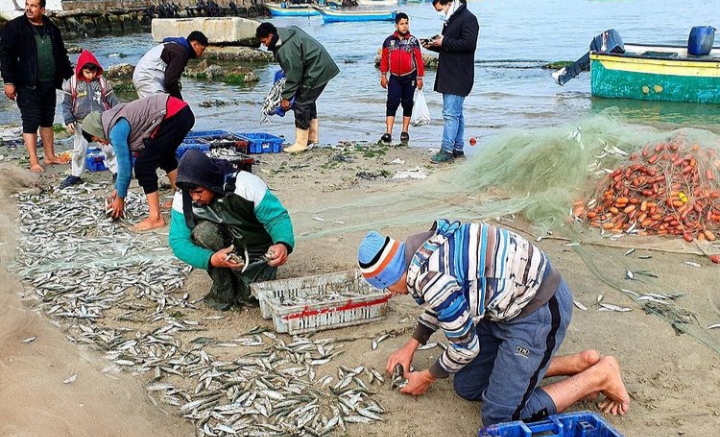 Masih Diblokade Israel, Nelayan Gaza Palestina Malah Panen Ikan Laut Berlimpah (foto/int) 