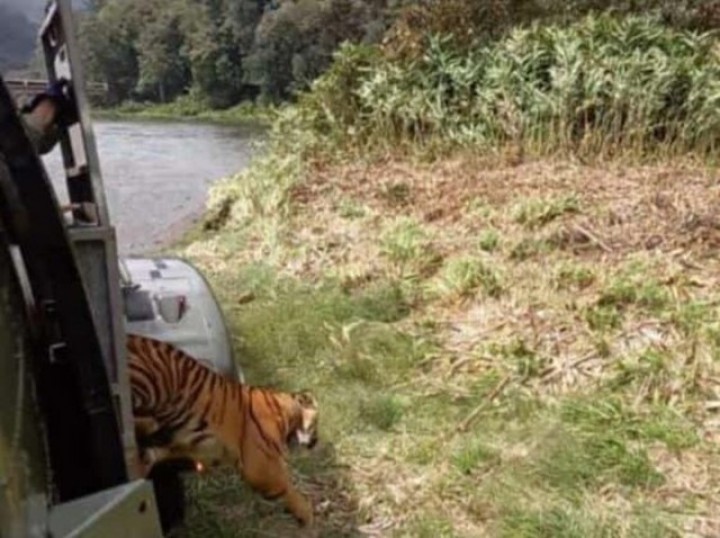 Harimau Sumatera betina saat dilepasliarkan dan diturunkan dari helikopter. Foto: int/tniau