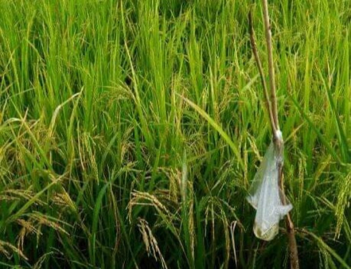 Dua Hamparan Lahan Pertanian di Kuansing, Jadi Lahan Perbaikan Mutu Intensifikasi Kuansing (foto/int) 
