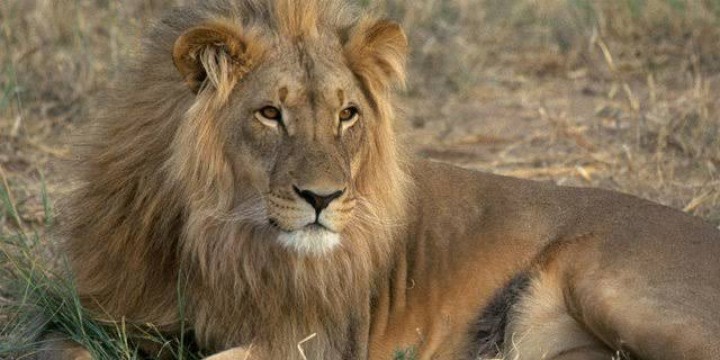Terkam Seorang Pelacak Buruan Hingga Tewas, Dua Singa Jantan Muda Ditembak Mati (foto/int) 