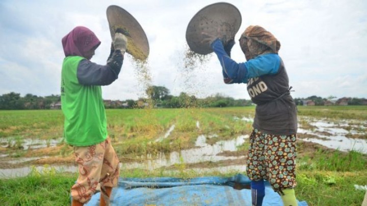 Rencana pemerintah mengimpor 1 juta ton beras banyak ditentang mengingat hal itu dilakukan saat Indonesia sedang panen raya padi. Foto: int 