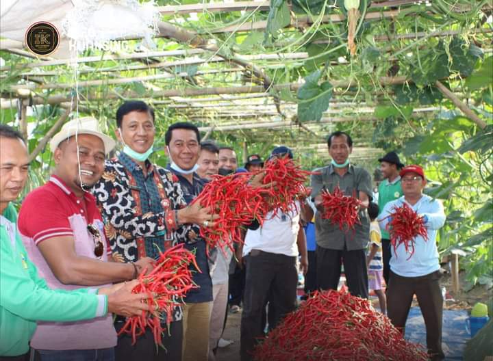 Distan Kuansing Apresiasi KTMJ LTD, di Lahan 1 Hektare Berhasil Produksi Cabai Merah 1 Ton Lebih (foto/zar) 