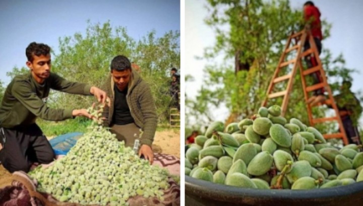 Petani Palestina Panen Kacang Almond, Netizen: Negeri yang Subur (foto/int) 