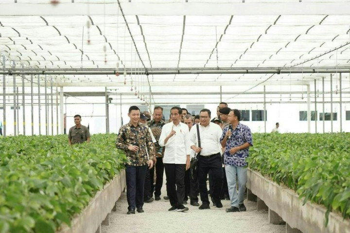 Presiden Joko Widodo meninjau nUrsery (pembibitan) PT RAPP di Pangkalan Kerinci (foto/ist) 