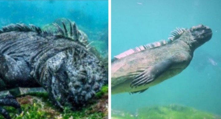 Fakta Unik Iguana Laut Galapagos yang Mirip Godzilla, Bisa Menyelam Hingga 20 Meter (foto/int) 