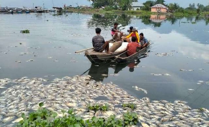 Ikan siap panen yang mati mendadak di Danau Maninjau, Kabupaten Agam, Sumatera Barat. (ilustrasi). Foto: int  