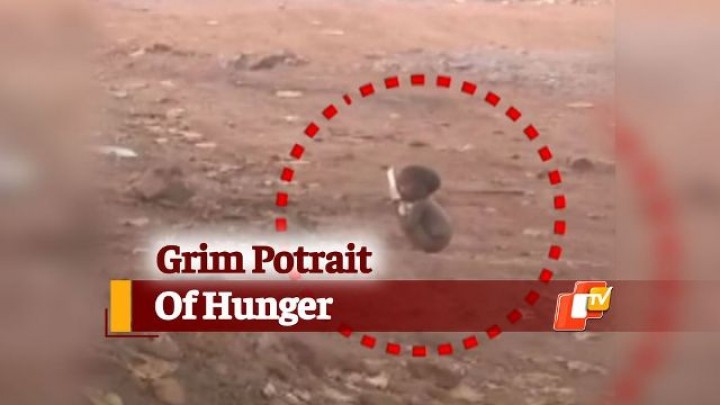 Rekaman video yang memperlihatkan seorang bocah belia menjilati pring kotor karena tak kuat lagi menahan lapar. Foto: odisha TV 