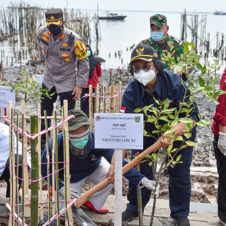 Menteri LHK Siti Nurbaya turun langsung dalam gerakan penanaman mangrove di Kota Dumai. Foto: ist 