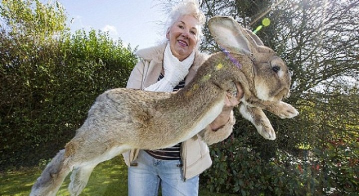Darius, kelinci terbesar di dunia, dengan bobot mencapai 22 Kg dan memiliki ukuran tubuh mencapai 121 cm. Foto: dailymail 