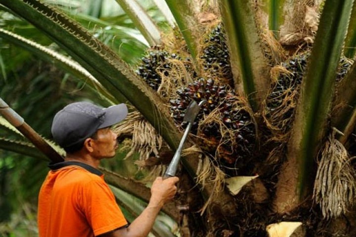  Harga  Sawit  di Riau Naik  Rp 135 95 Kg Disbun Riau 