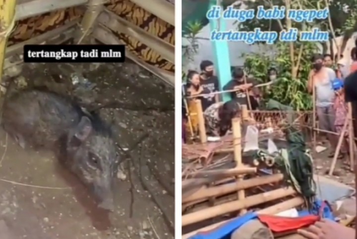 Heboh Babi Ngepet di Depok, Polisi Bantah Ukurannya Menyusut (foto/int) 