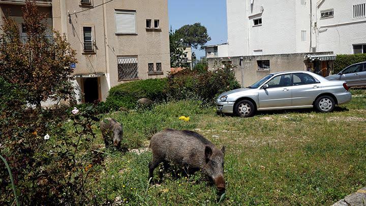Babi hutan berkeliaran di Israel. (Foto: Tempo.co)