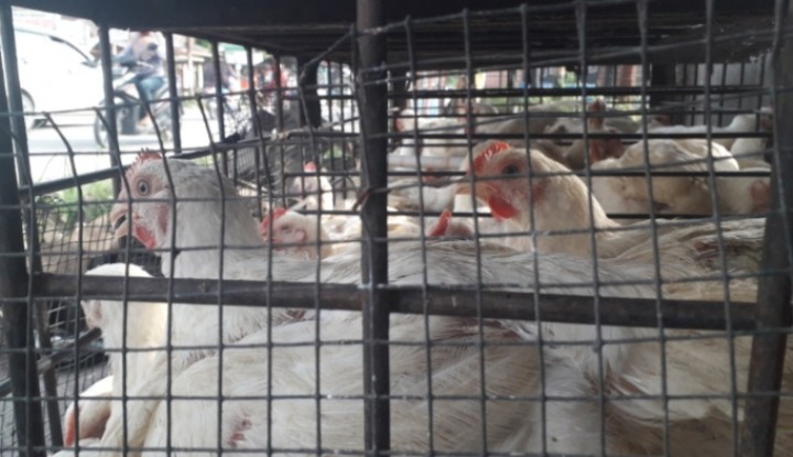 Harga Daging Ayam Belum Ada Lonjakan, Dijual Rp27 Ribu Per Kilogram (foto/int) 