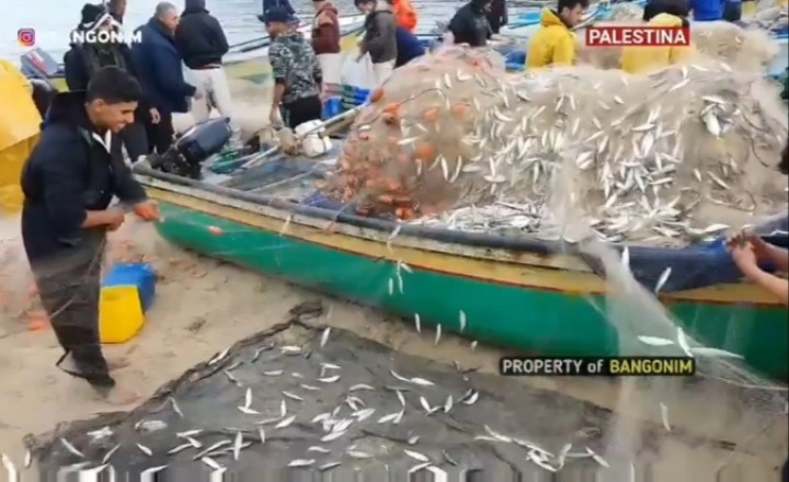 Video Nelayan Palestina Panen Ikan Berlimpah, Netizen: Berkah Bumi Para Nabi (foto/int) 
