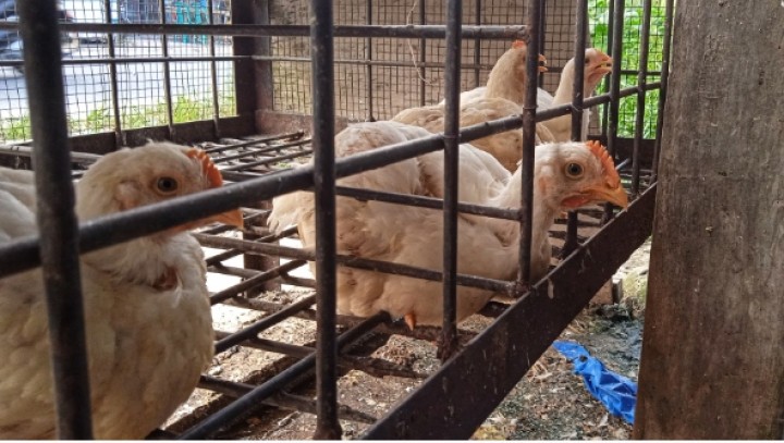 Harga Ayam Potong di Pekanbaru Jelang Momen Idul Fitri Masih Dijual Rp27 Ribu Per Kilogram (foto/int) 