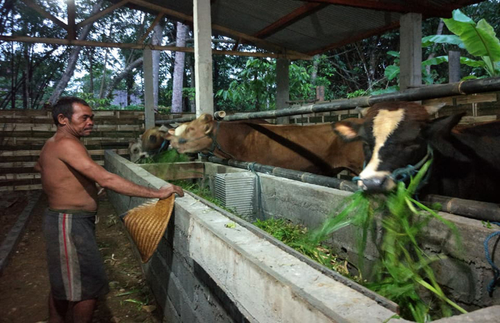 Ilustrasi peternakan sapi. Foto: Tempo.co