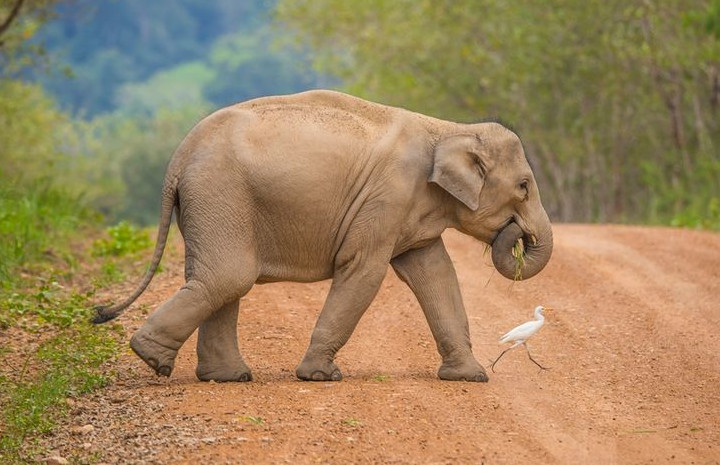 Ilustrasi gajah liar. Foto: Internet
