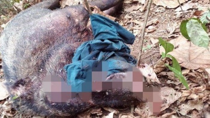 Babi Hutan di Sumatera Selatan Banyak Tiba-tiba Mati, Ternyata Tertular Virus Ini (foto/ilustrasi) 