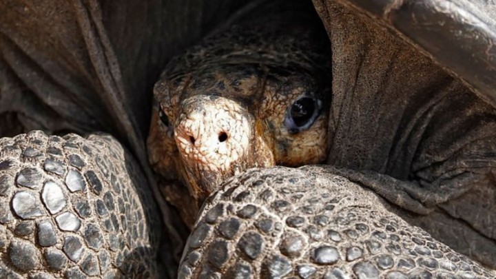  Kura-kura raksasa yang ditemukan di Kepulauan Galápagos/foto: AFP 