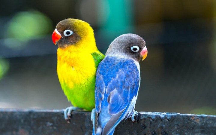 Ilustrasi burung love bird. Foto: Internet