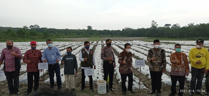 Kendalikan Inflasi Daerah Pekanbaru, PT Sarana Pangan Madani On Farm Cabai 10 Hektare (foto/int) 