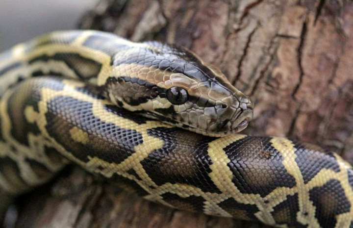 Ilustrasi ular piton. Foto: Internet