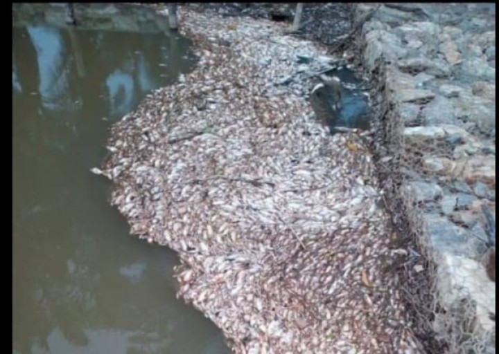  Ratusan Ikan Mati di Sungai Lalo Inhu, Diduga Sengaja Diracun Ratusan Ikan Mati di Sungai Lalo Inhu, Diduga Sengaja Diracun/yuzwa