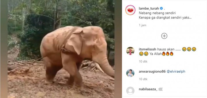 Sebuah video yang memperlihatkan seekor gajah yang disuruh kerja bawa kayu viral di media sosial