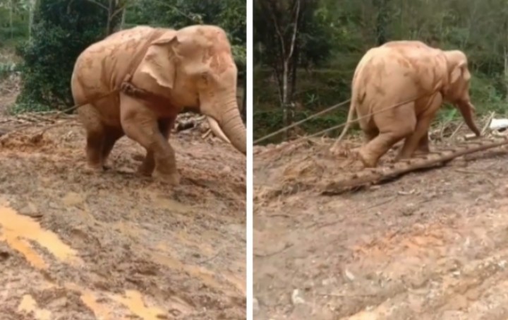 Viral Gajah Diperalat Manusia Untuk Angkut Pohon, Netizen: Tak Ada Hati Lagi (foto/int) 