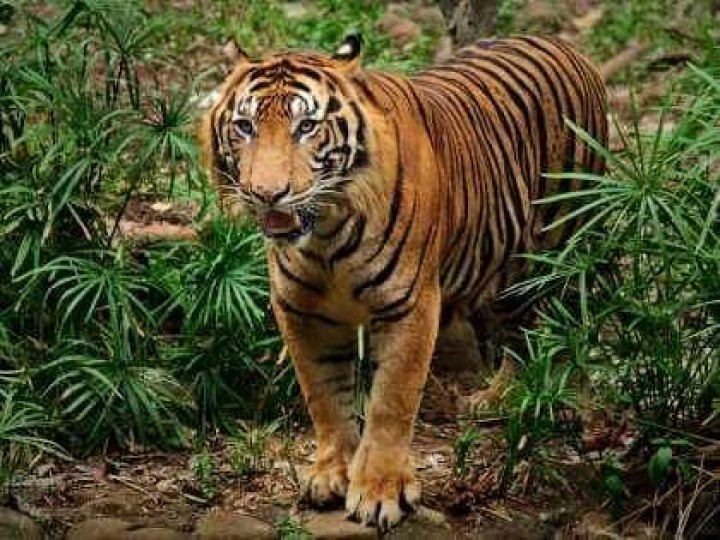 Geger Harimau Sumatera Terkam Dua Ekor Kambing Di Sungai Apit Siak (foto/int) 