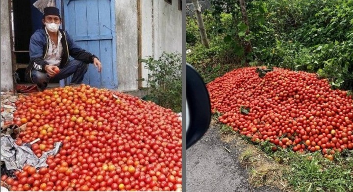 Viral Petani Buang-buang Tomat Karena Harga Anjlok, Netizen: Mending Disedekahkan atau Bikin Saus (foto/int)