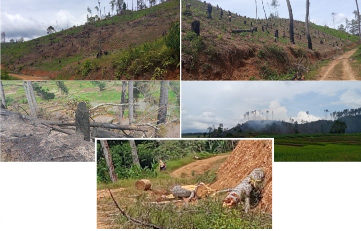  Hutan pinus di Nagari Sikabu-kabu Tanjung Haro Padang Panjang, Kecamatan Luhak, Kabupaten Limapuluh Kota sudah gundul karena penebangan yang terus menerus dilakukan sejak setahun terakhir/Jernihnews.com