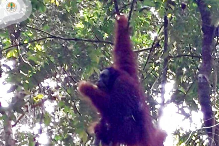 TNBT Indragiri Hulu Melepas Orangutan Sun Ghuo Kong ke Habitat Asalnya (foto/int)